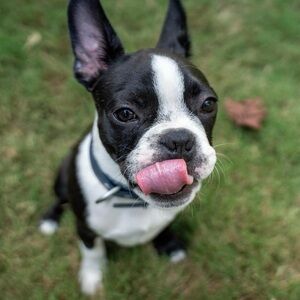 Meet your Posher, Astrid